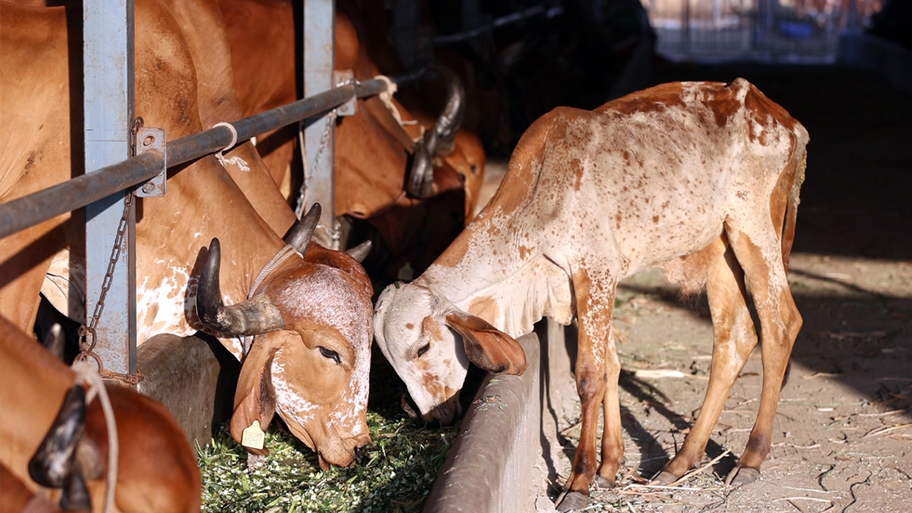 Adopt A Cow Banner